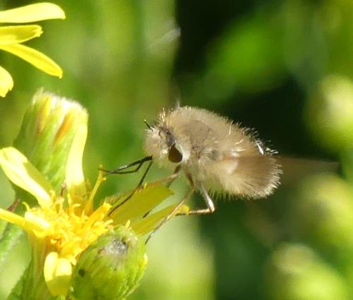 Anastoechus sp.